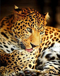paint by numbers | Leopard | animals intermediate leopards | FiguredArt