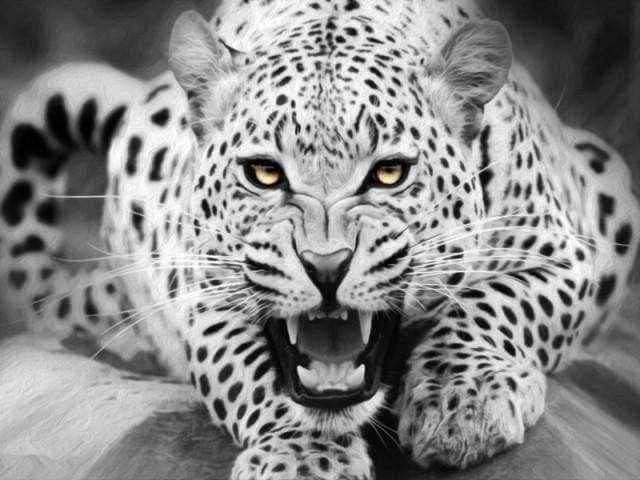 paint by numbers | Leopard Black And White | animals intermediate leopards | FiguredArt