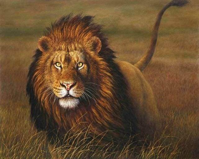 paint by numbers | Lion | advanced animals lions | FiguredArt