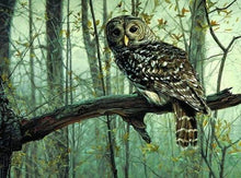 Load image into Gallery viewer, paint by numbers | Owl | animals intermediate owls | FiguredArt