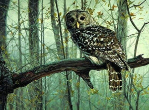 paint by numbers | Owl | animals intermediate owls | FiguredArt