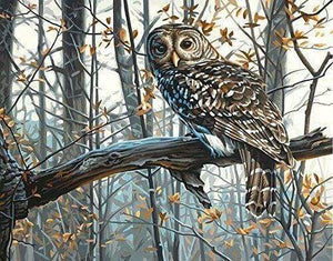 paint by numbers | Owl in the Forest | advanced animals forest new arrivals owls | FiguredArt