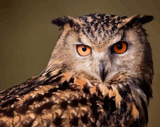 paint by numbers | Owl look | animals intermediate owls | FiguredArt