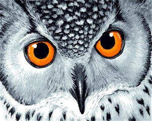 paint by numbers | Owl with Orange Eyes | animals intermediate owls | FiguredArt
