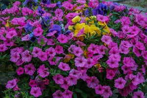 paint by numbers | Purple blooming Flowers | flowers intermediate | FiguredArt