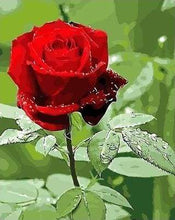 Load image into Gallery viewer, paint by numbers | Red rose and Water Drop | easy flowers | FiguredArt