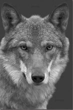 Load image into Gallery viewer, paint by numbers | The Wolf Black and White | advanced animals dogs wolves | FiguredArt