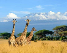 Load image into Gallery viewer, paint by numbers | Three Giraffes | animals giraffes intermediate landscapes | FiguredArt