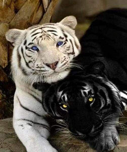 paint by numbers | Tigers White And Black | advanced animals tigers | FiguredArt