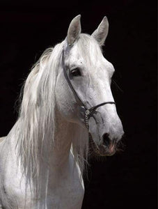 paint by numbers | White Horse and black background | advanced animals horses | FiguredArt