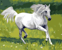 Load image into Gallery viewer, paint by numbers | White Horse in the Field | animals easy horses | FiguredArt