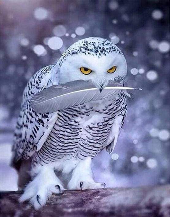 paint by numbers | White Owl | animals intermediate owls | FiguredArt