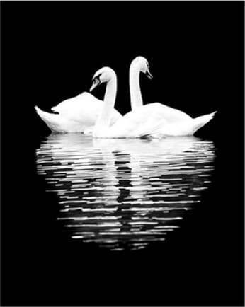 paint by numbers | White Swans in the Night | animals birds intermediate swans | FiguredArt