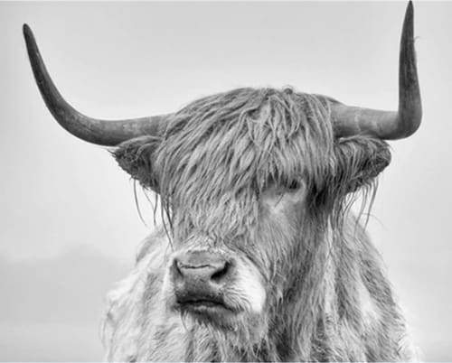 paint by numbers | White Yak | advanced animals bison and yaks | FiguredArt