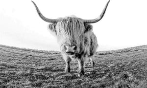 paint by numbers | Yak Desert | advanced animals bison and yaks | FiguredArt