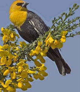 paint by numbers | Yellow Bird | animals birds easy new arrivals | FiguredArt