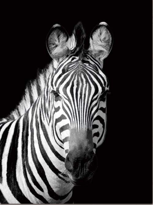 paint by numbers | Zebra White And Black Face | animals easy zebras | FiguredArt